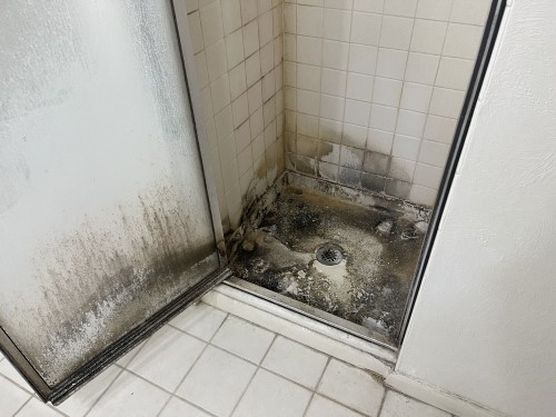 Thick Mold In Bathroom Shower