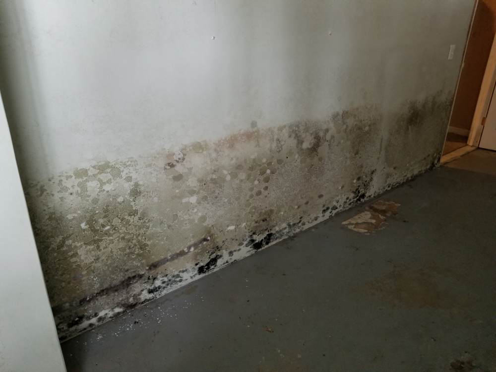 basement-mold-cleaning-services