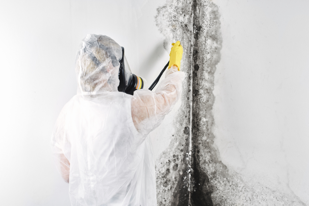 Black Mold Removal Near Me | Certified Experts