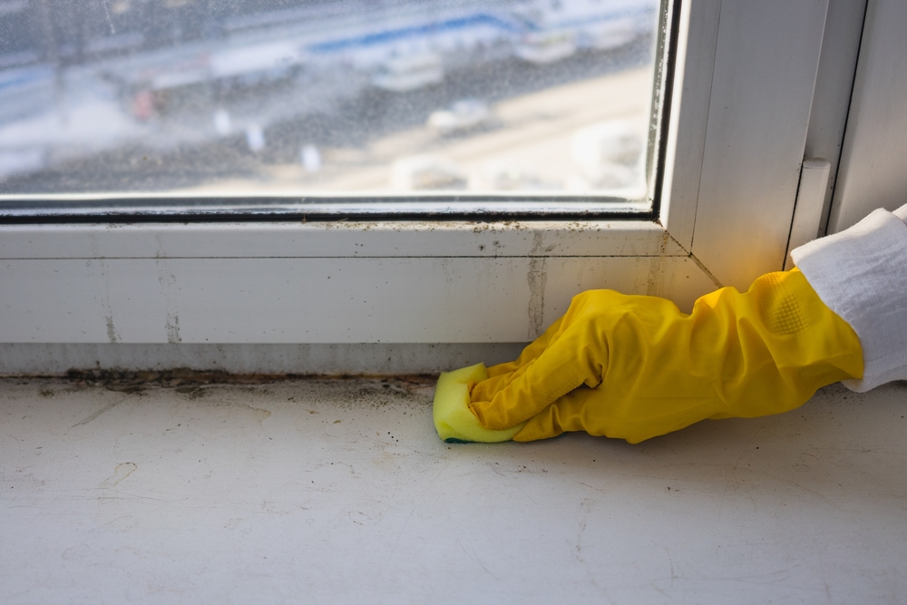 mold-and-mildew-cleaning-companies