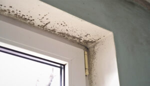 Growth,Of,Black,Mold,On,The,Walls,Inside,An,Apartment.,Call,Mold,And,Mildew,Removal,Companies,Near,Me.