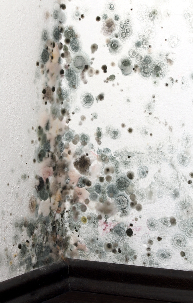 Mold,In,A,Corner,call,mold,and,mildew,removal,company