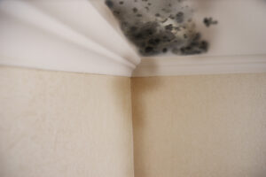 mold-clean-up-near-me