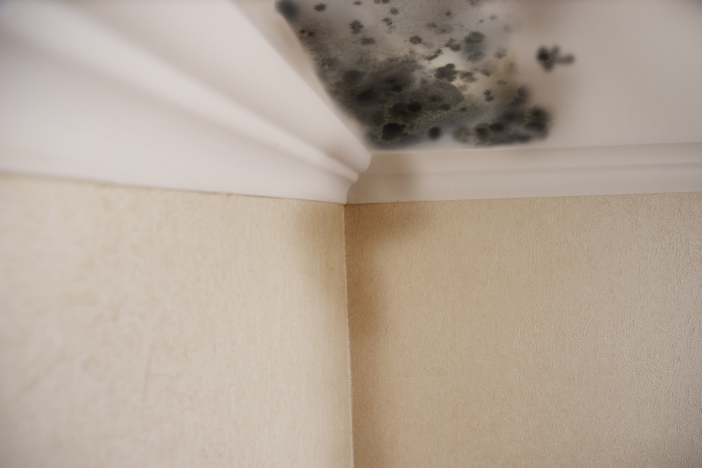 Mold Clean Up Near Me | Great Service