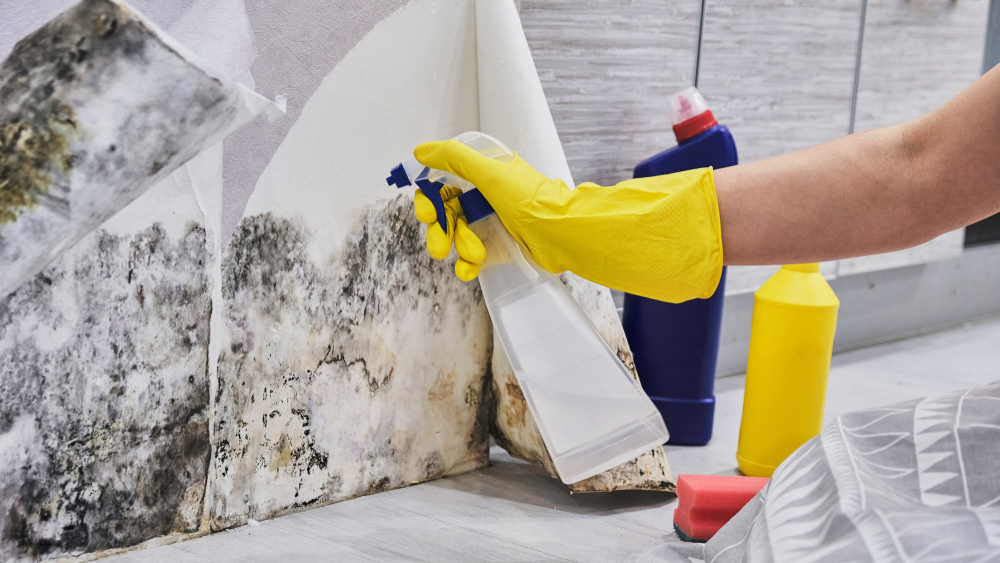 mold-cleaning-services-near-me