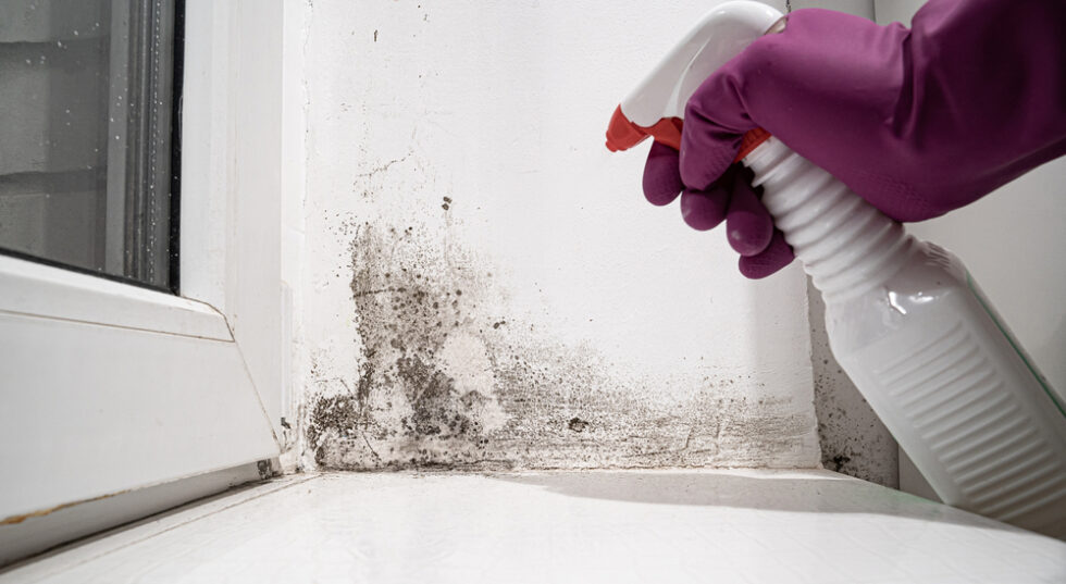 Mold Removal Specialist Near Me Armor Restoration