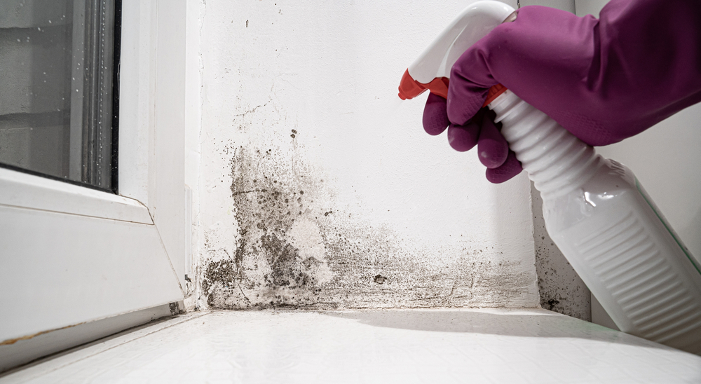 Mold-removal-specialist-near-me