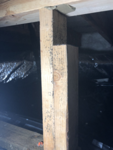 Mold on framing in crawl space