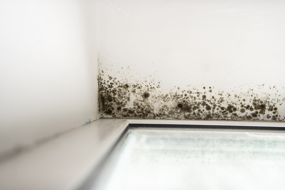Mold,In,The,Corner,Of,The,Window,mold,treatment,company,near,me