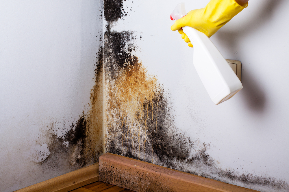 Black,Mold,In,The,Corner,Of,Room,Wall.,Preparation,For,professional,mold,removal,near,me
