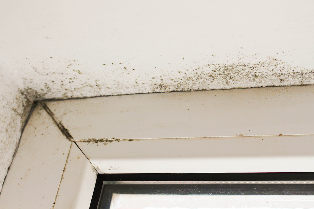 Who Cleans Mold In Homes