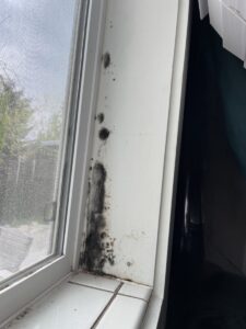 mold on windowsill, Who Do I Contact About Mold In My Home