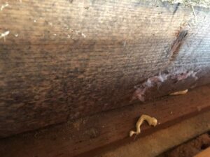 Mold on wood in Meridian ID Home
